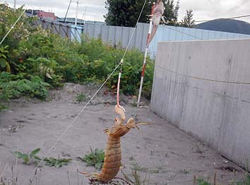 150814_1625syakohaze.jpg(55768 byte)
