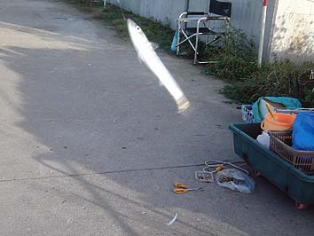 150825_1707sabasiko.jpg(49438 byte)