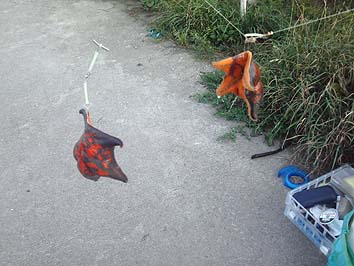 150825_1750hitode.jpg(57987 byte)