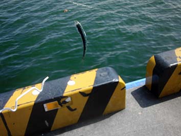 150901_1220sabako.jpg(51118 byte)