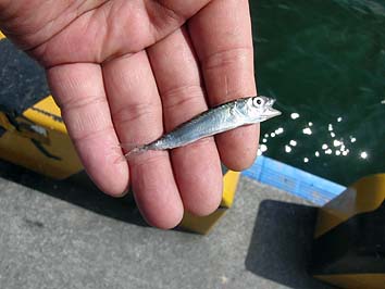 150901_1222sabako.jpg(49935 byte)