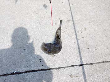 150901_1411fugu.jpg(53061 byte)