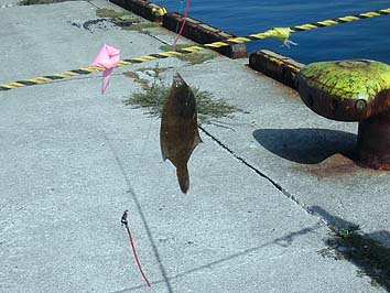 150901_1412karei.jpg(60558 byte)