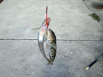 150901_1434hazeabu.jpg(51234 byte)