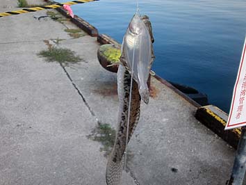 150901_1450hazekarei.jpg(50430 byte)