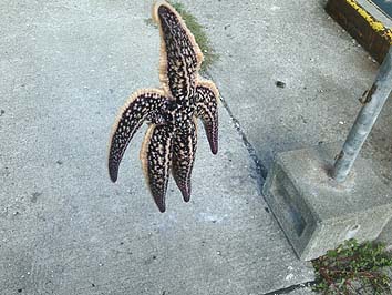 150901_1450hitode.jpg(63111 byte)