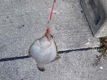 150901_1450karei.jpg(72956 byte)