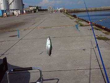 150901_1523saba.jpg(50646 byte)