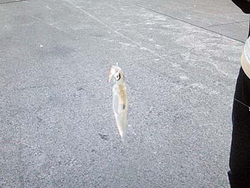 150901_1800mameika.jpg(53753 byte)