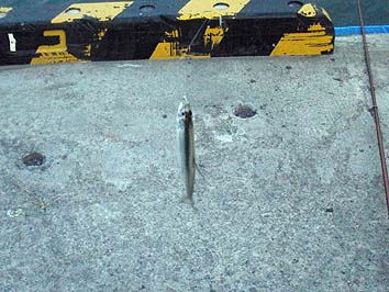 150901_1800tika.jpg(65366 byte)