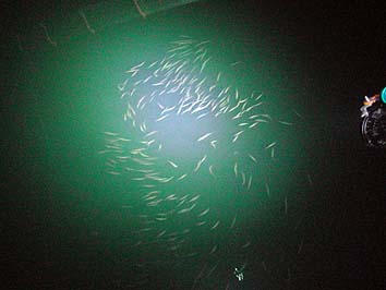 150901_2025kozakana.jpg(40775 byte)