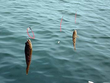 150924_1511aburako.jpg(45471 byte)