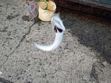 150924_1559saba.jpg(66543 byte)