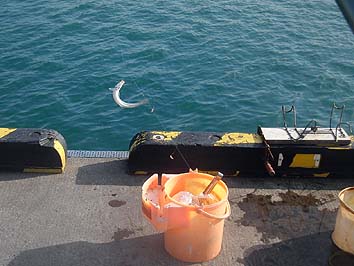 151019_1403tika.jpg(56708 byte)