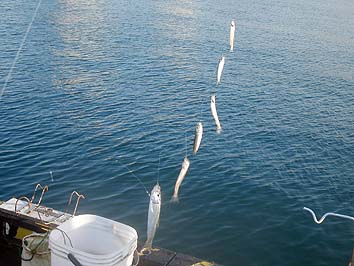 151019_1544nisintika.jpg(57447 byte)