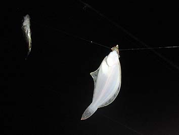 151208_1643karei.jpg(30973 byte)