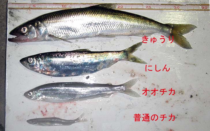 151208sakana.jpg(104473 byte)