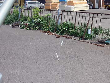 160518_1208tika.jpg(60886 byte)