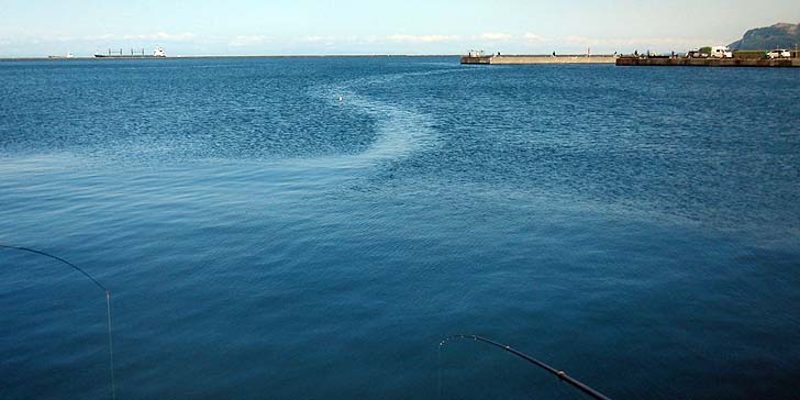 160605_1458siome.jpg(65275 byte)