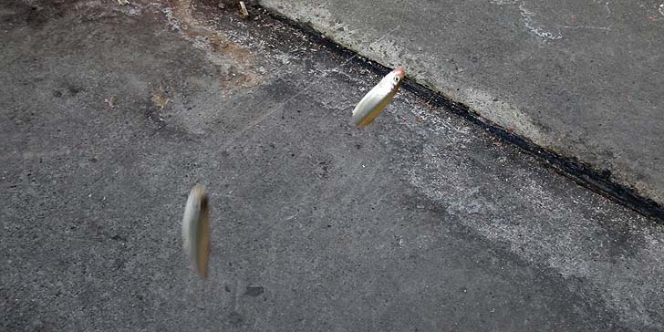 160605_1807tika.jpg(92964 byte)