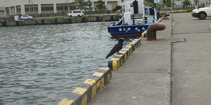 160615_1234karasu.jpg(92812 byte)