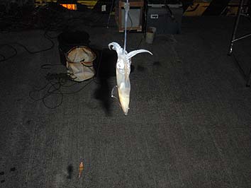 160615_2040ika.jpg(42457 byte)