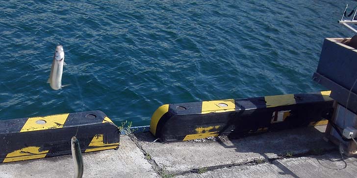 160627_1513tika.jpg(89595 byte)