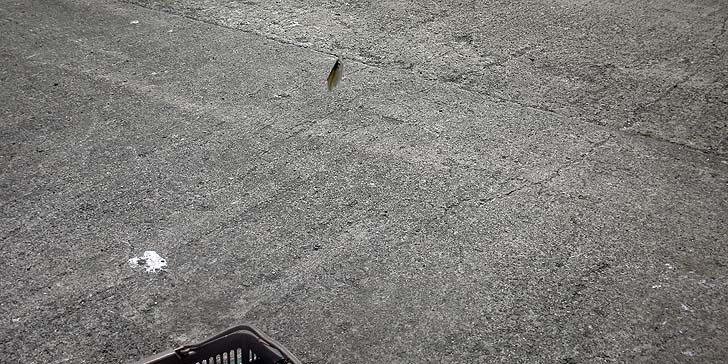 160723_1249tika.jpg(128671 byte)