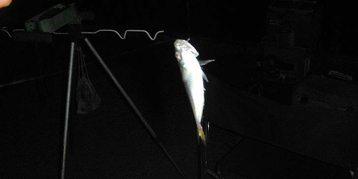 160723_2023aji.jpg(43140 byte)