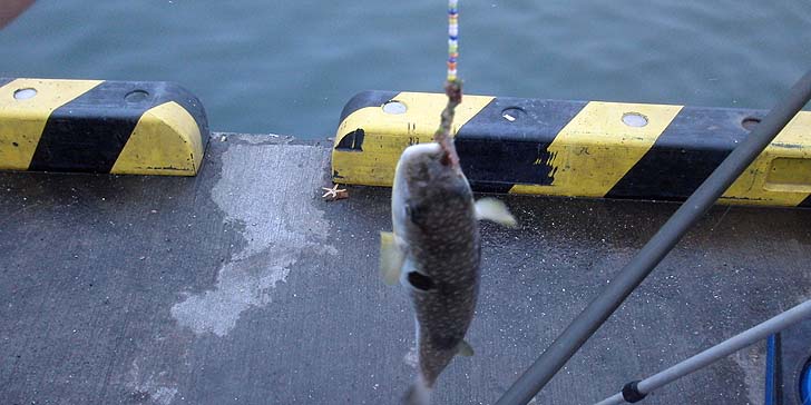 160804_1657fugu.jpg(74617 byte)