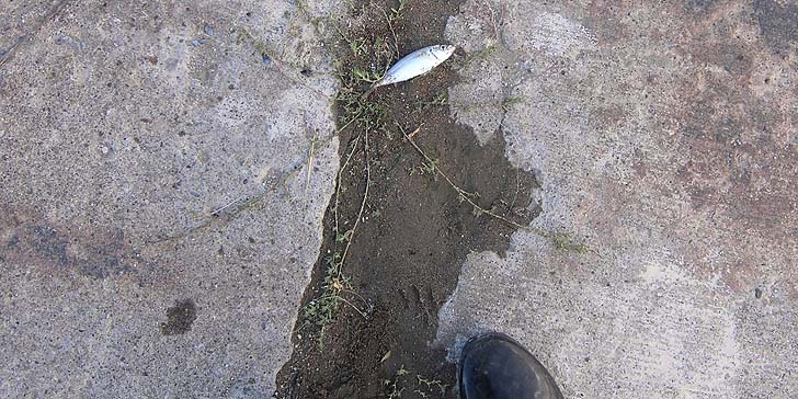 160911_1408koaji.jpg(126873 byte)