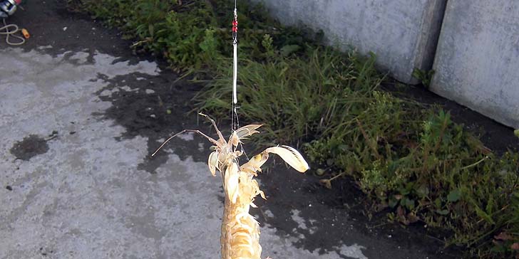 160911_1522syako.jpg(76860 byte)