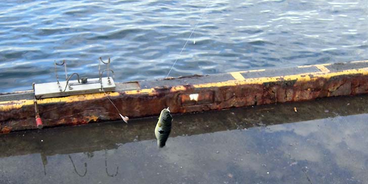 160911_1641fugu.jpg(69412 byte)
