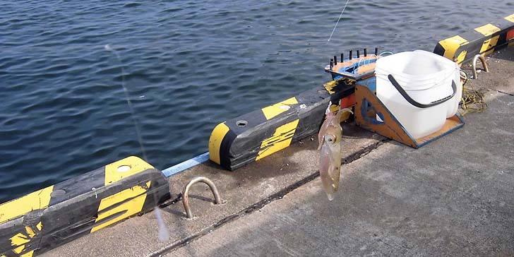 160927_1329mameika.jpg(89614 byte)