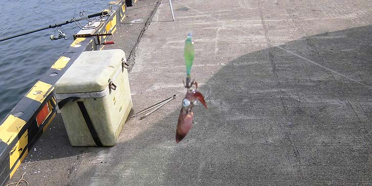 160927_1348mameika.jpg(95355 byte)