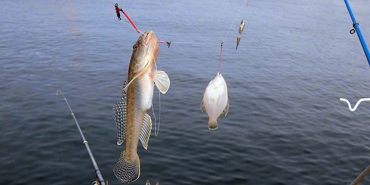 160927_1435hazekarei.jpg(59074 byte)