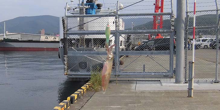 160927_1536mameika.jpg(91102 byte)