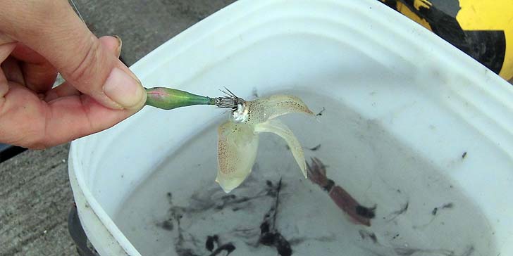 161005_1612mameika.jpg(56774 byte)