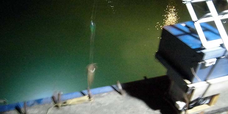 161005_1752mameika.jpg(57691 byte)