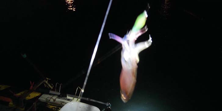 161005_1938mameika.jpg(40177 byte)