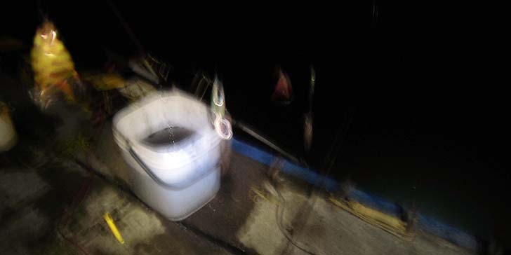 161005_2001mameika.jpg(43978 byte)