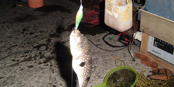 161016_1843fugu.jpg(96587 byte)