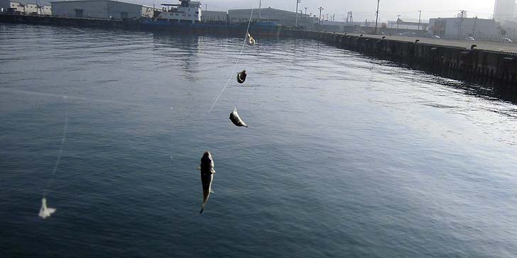 161119_1252fugu.jpg(62507 byte)