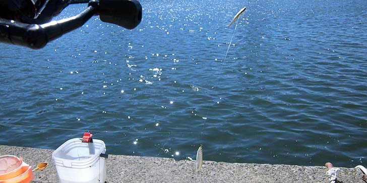 170605_1402tika.jpg(85072 byte)