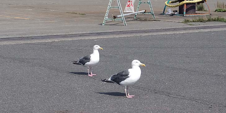 170801_1342kamome.jpg(86795 byte)