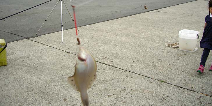 170811_1451karei.jpg(90398 byte)