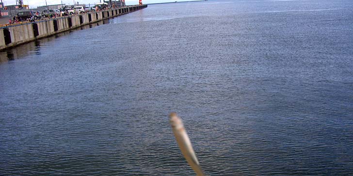 170924_1207tika.jpg(80840 byte)