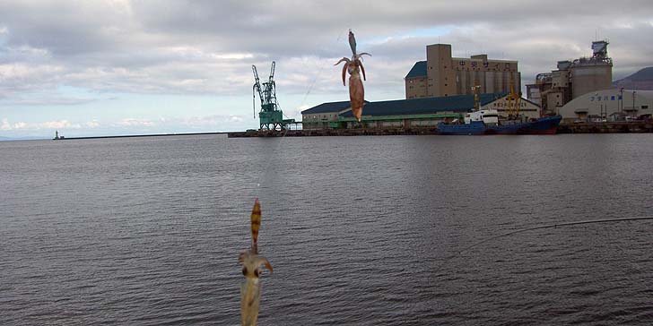 170924_1426mameika.jpg(71867 byte)