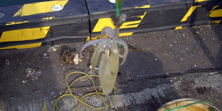 171001_1502mame.jpg(91086 byte)