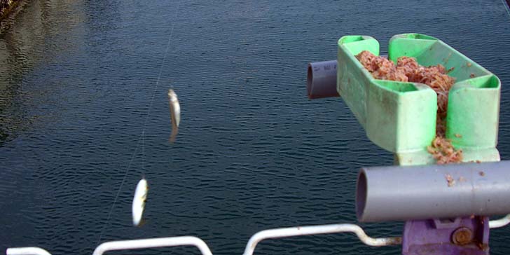 171107_1242tikafugu.jpg(70047 byte)